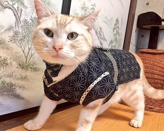 猫もお祭りムード！秋葉原の猫カフェ「cat cafe nyanny AKIBA」で猫が法被＆浴衣姿に