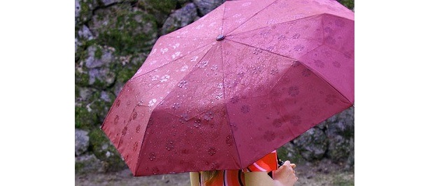 濡れると傘に花が咲く 西行桜 モチーフのエレガント傘が人気 ウォーカープラス