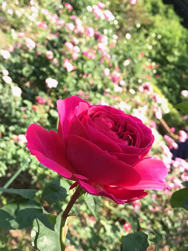 様々なバラが咲き競う