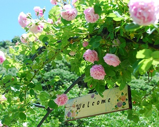 1500株のバラが華の競演！「滝ノ入ローズガーデン 春のバラまつり」開催