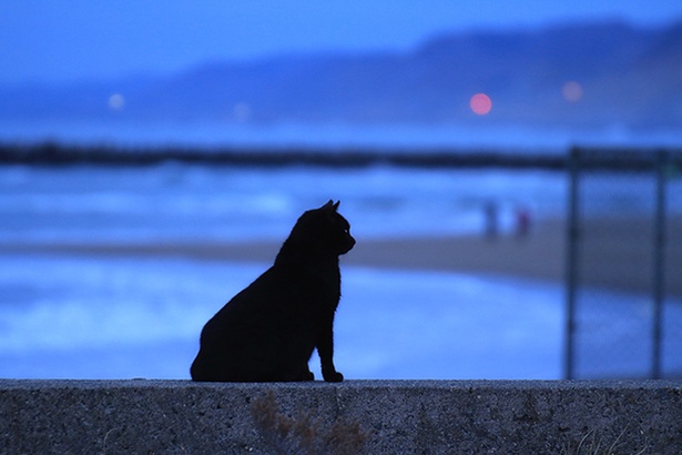 海岸の防波堤で佇むネコ。風景の青さと逆光になったネコとのコントラストが美しい