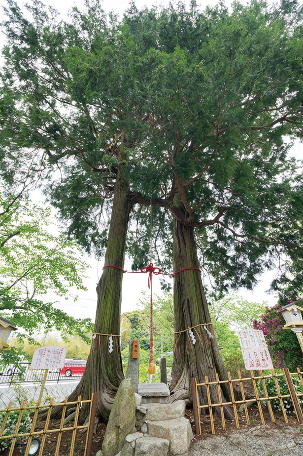 「武雄神社」にある、2本のヒノキの根元と枝が繋がった「夫婦檜」