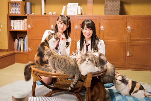 画像1 8 Nmb48 同じ名前の猫ちゃんを発見 いっぱい遊んで仲良くなれた ウォーカープラス