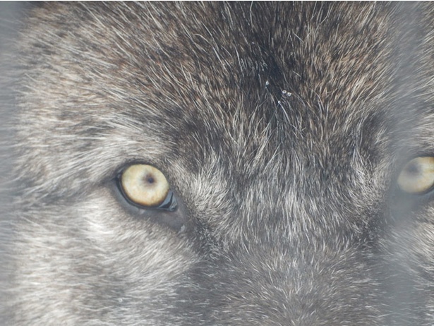画像14 17 旭山動物園 意外 マル 横長 縦長 よく見ると違う動物の 目 ウォーカープラス