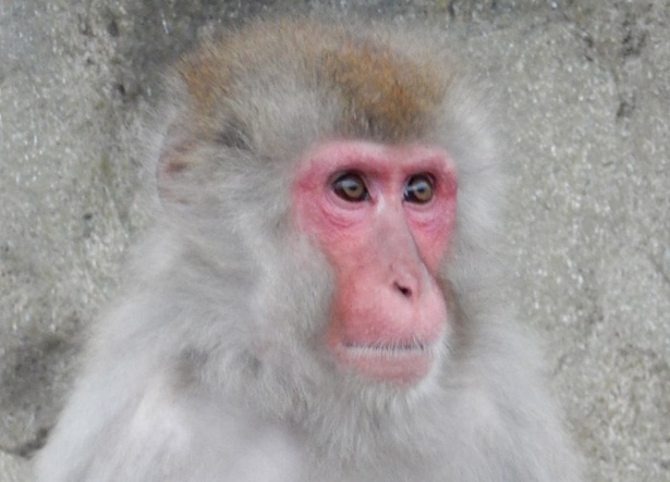 旭山動物園 意外 マル 横長 縦長 よく見ると違う動物の 目 ウォーカープラス