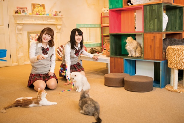 併設の猫カフェでは子猫のパパ・ママ猫ちゃんと触れ合える/Koneconeko