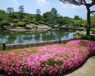 美しい花に美味しい和菓子！びわこ文化公園 サツキまつり開催