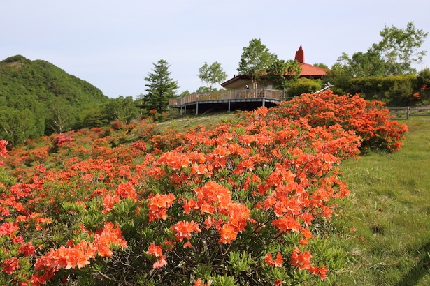 赤城山を彩るツツジの絶景 赤城山 新緑 つつじweek 開催 ウォーカープラス