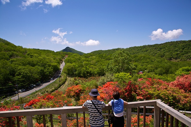 【写真を見る】赤城山を彩るツツジ