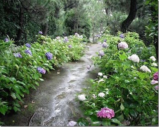 和歌山の歴史ある庭園、養翠園に咲くアジサイが見ごろ！