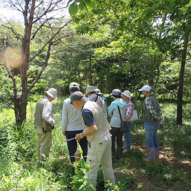 画像3 4 茨城 水郷県民の森で植物観察会 ウォーカープラス