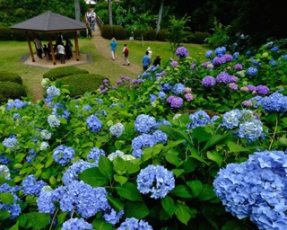 6000株のアジサイが咲きほこる！くろばね紫陽花まつり開催