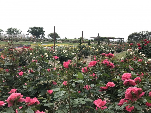 約0種10株のバラに癒やされる バラ祭り18 が仙台で開催 ウォーカープラス