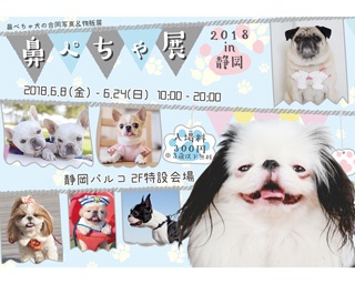 フレンチブルドック、バグ、ボストンテリアなど…「鼻ぺちゃ犬」大集合！ 巡回展、初の静岡上陸