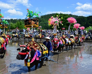 壬生の花田植(広島県)の情報｜ウォーカープラス