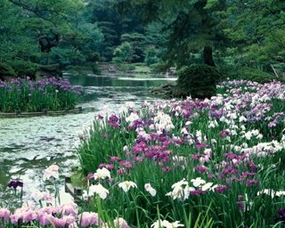 約3750株の花菖蒲が咲き誇る！「栗林公園　花しょうぶまつり」開催
