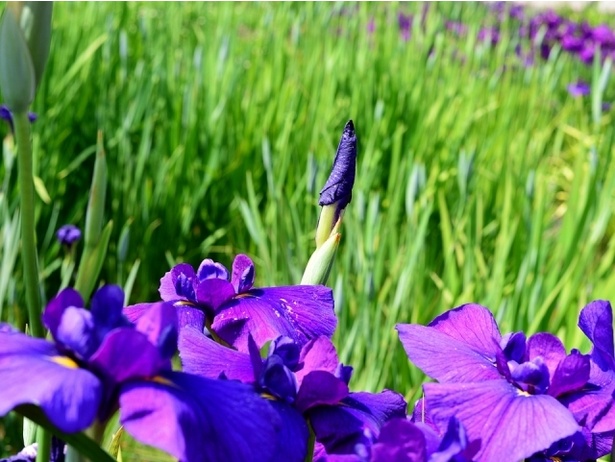 【写真を見る】印象的な紫のほか、さまざまな色の花菖蒲が咲き誇る
