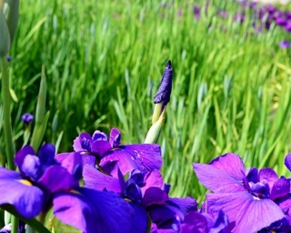 可憐な花菖蒲が花開く！「北尾花菖蒲園」で風に揺れる花々を堪能
