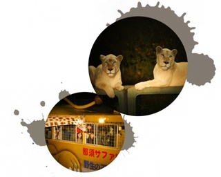夜行性の動物を間近で観察！ナイトサファリ2018開催中