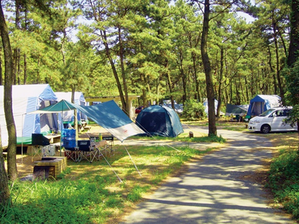 キャンプ場はすべて、自由に車の乗り入れができるオートサイト