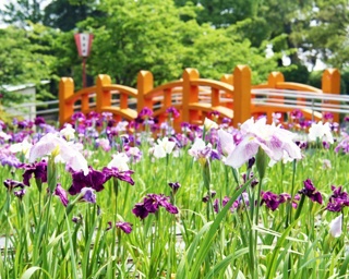 4000株の彩り鮮やかな花菖蒲で初夏を満喫！九華公園で「花菖蒲まつり」開催