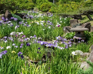 2500株の花菖蒲が咲き誇る！冠山総合公園で「第16回しょうぶ祭」開催