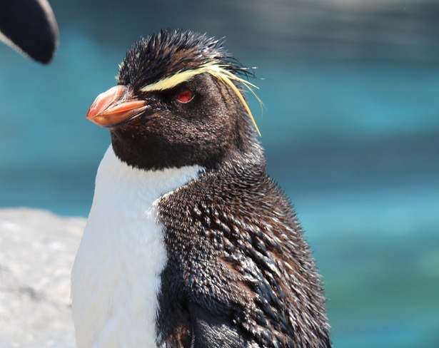 旭山動物園/ミナミイワトビペンギン