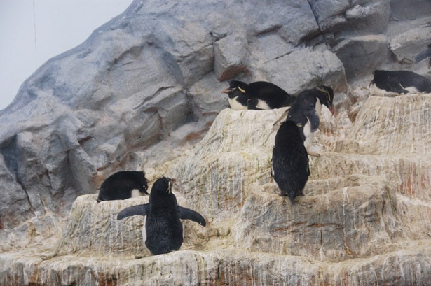 旭山動物園/屋内放飼場のイワトビペンギンの巣