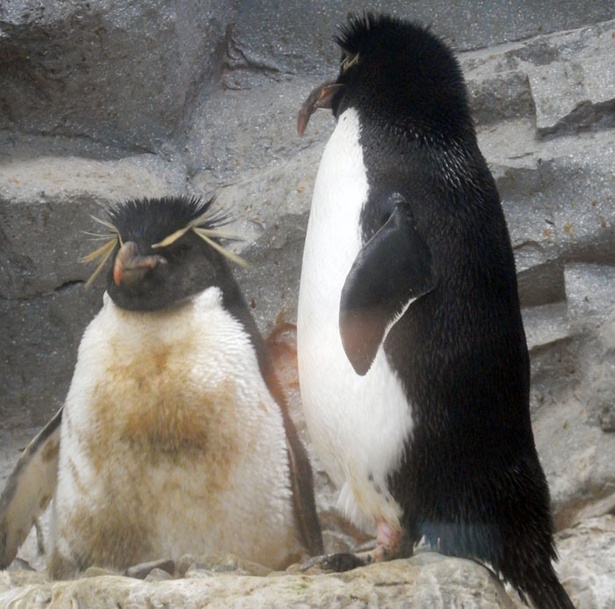 旭山動物園/抱卵中のイワトビペンギン