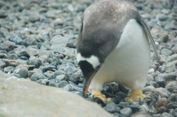 旭山動物園/屋内放飼場で小石を集めているキタジェンツーペンギン