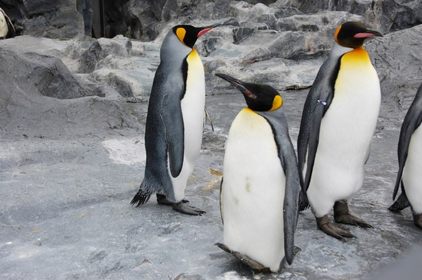 旭山動物園/キングペンギン(中央が2017年7月生まれの個体)