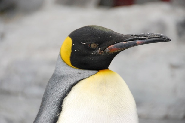 旭山動物園/2017年7月生まれのキングペンギン
