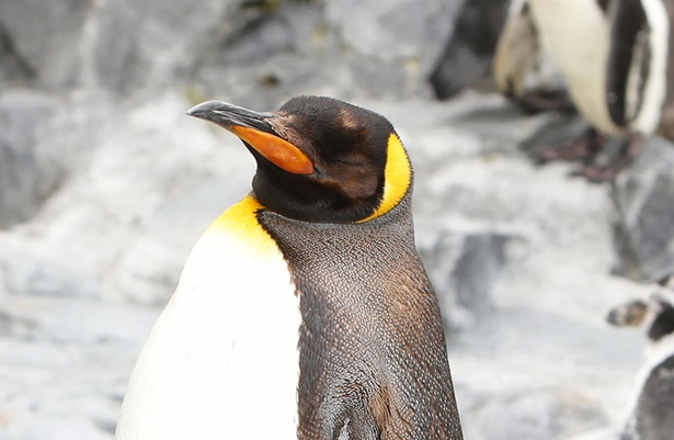 旭山動物園/大人のキングペンギン