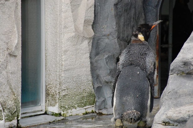 旭山動物園/換羽中のキングペンギン