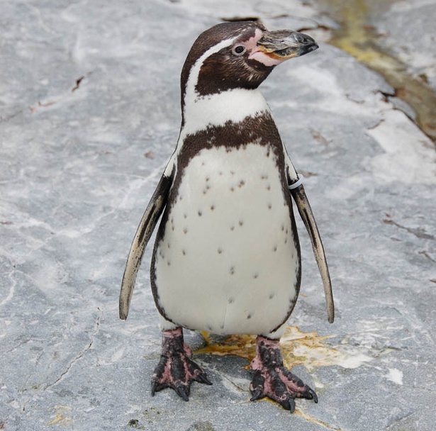 旭山動物園/フンボルトペンギン