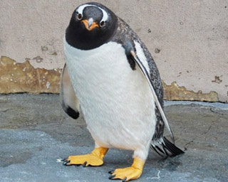 冬の散歩だけじゃない！　旭山動物園・春のペンギンたちは繁殖期