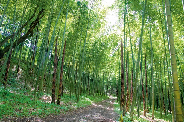 【写真を見る】天高く真っすぐに伸びる見事な竹林