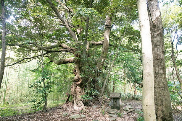 吾妻山の鎮守の森に佇む御神木のスダジイ。ビオトピア最大のパワースポット