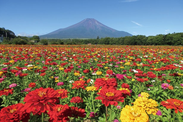 【写真を見る】  山中湖のすぐそばにあり、30万平方メートルの敷地に花畑が広がる「花の都公園」