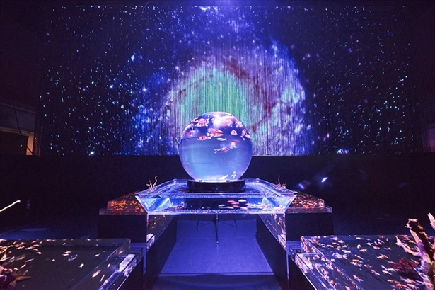 日本橋会場「アースアクアリウム・ジャポニズム」は地球をイメージした丸い水槽の中を錦鯉が乱舞する