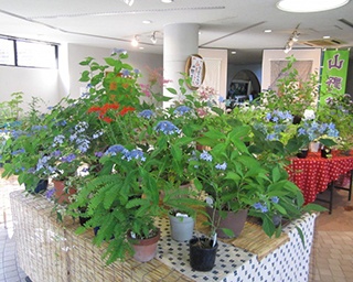 ヤマアジサイが可憐に咲く「半田山植物園日本ヤマアジサイ展」が岡山市で開催