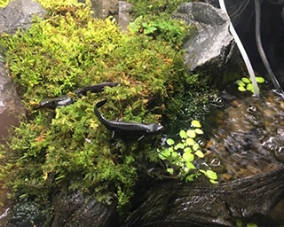 河原シンスケ氏と仙台うみの杜水族館が初コラボ！河原ワールドが咲きほこる