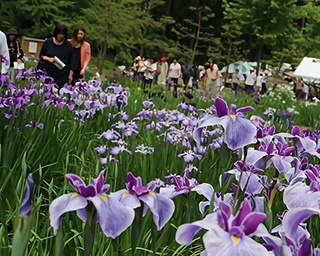 600品種70万株の花しょうぶが優美に咲きほこる！富山県で「花しょうぶ祭り」開催