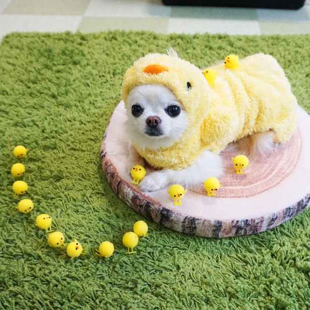 ヒヨコに遊ばれてる！？