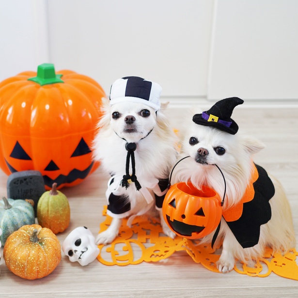 “Trick or Treat” おかしをくれなきゃイタズラしちゃうよ！
