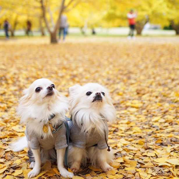 きれいな紅葉、見とれちゃうね