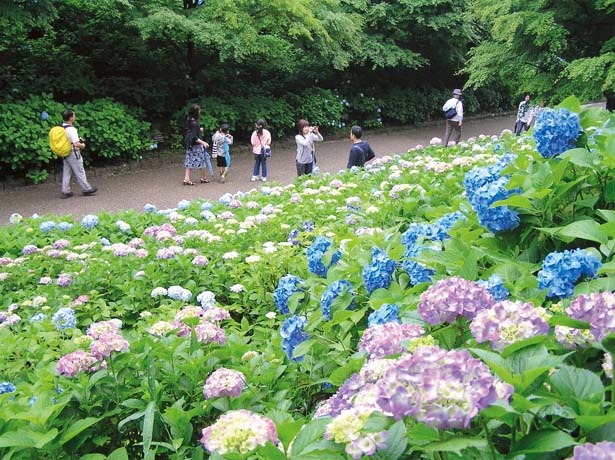 有馬温泉にもホタルがいる 関西の奥座敷で温泉とホタルを楽しむゆったり旅プラン ウォーカープラス