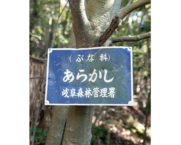 比較的傾斜が急で、険しい道に沿うようにアラカシの森が広がる