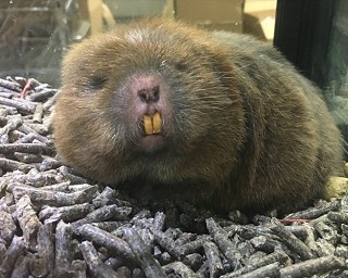 気持ち悪くてもかわいい動物ばかり!?「キモかわいい展」東京ソラマチで開催