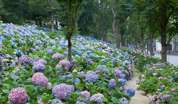 雨でも晴れでも楽しめる ハウステンボス あじさい祭 開催中 ウォーカープラス